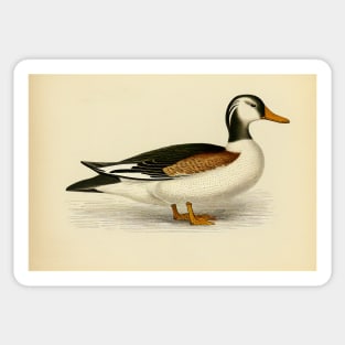 Vintage Duck Painting Sticker